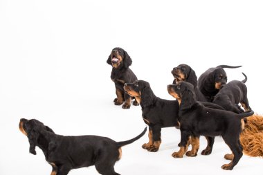 beyaz zemin üzerine genç gordon setter yavrusu