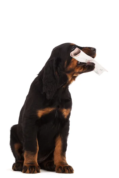 Filhote de cachorro jovem gordon setter no fundo branco — Fotografia de Stock