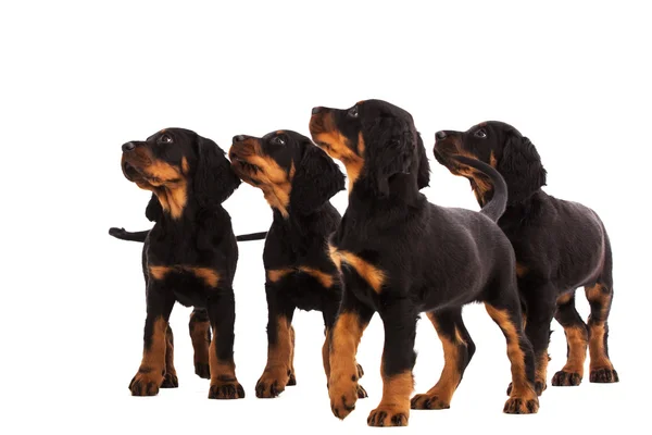 Filhote de cachorro jovem gordon setter no fundo branco — Fotografia de Stock