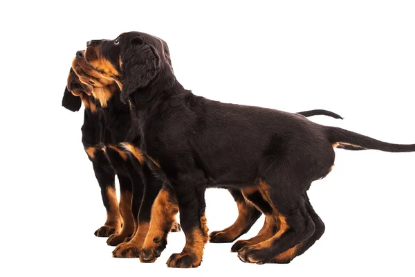 Young gordon setter puppy on white background — Stock Photo, Image