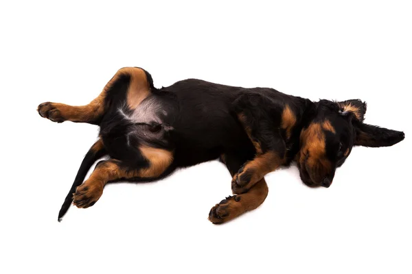 Young gordon setter puppy on white background — Stock Photo, Image