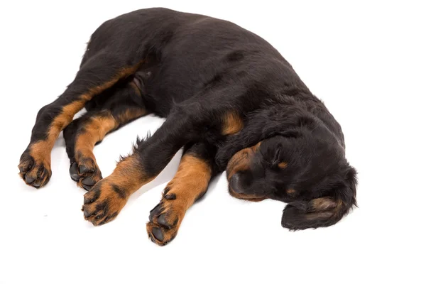 Gordon setter cachorro durmiendo sobre fondo blanco, perro —  Fotos de Stock