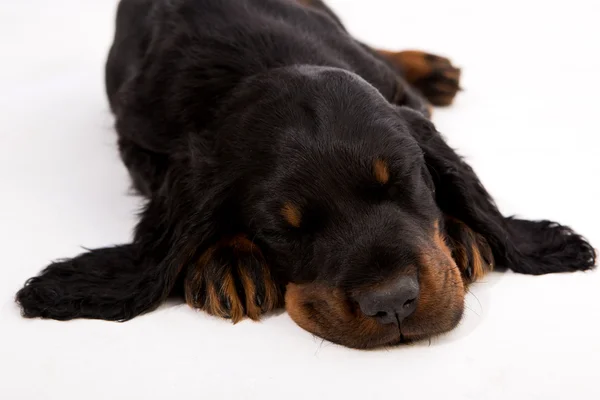 Beyaz arka plan üzerinde köpek uyurken gordon setter yavrusu