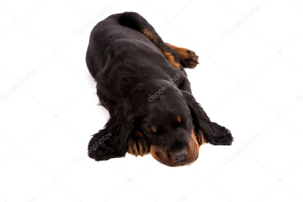 gordon setter puppy sleeping on white background, dog