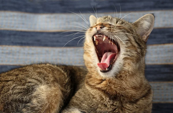 Slapende kat — Stockfoto