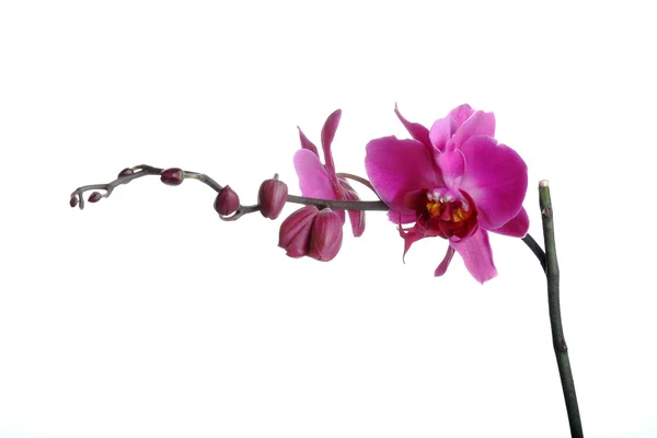 Orchidej — Stock fotografie