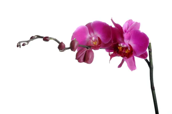 Orchidej — Stock fotografie