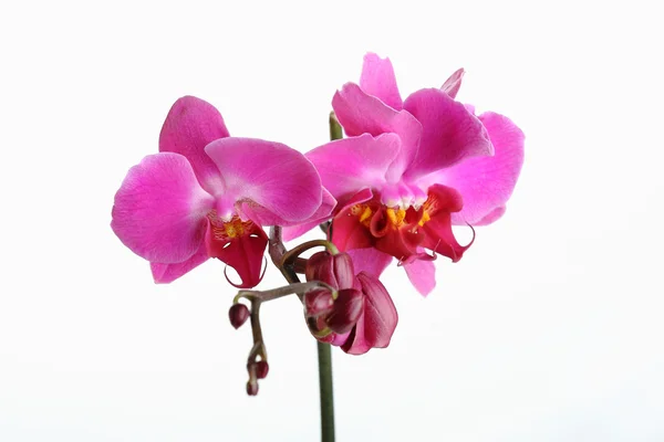 Orchid — Stock Photo, Image