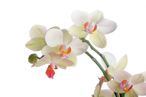 Orchidea — Foto Stock