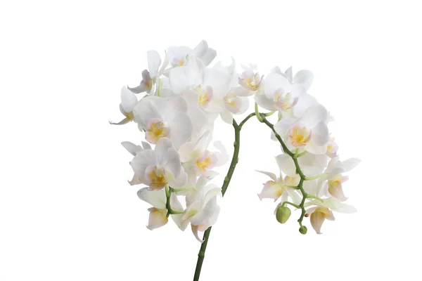 Orchidea — Foto Stock