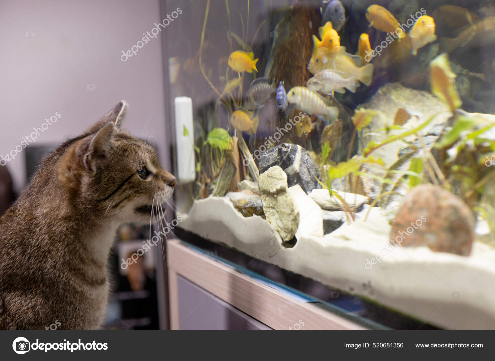 Cat shop watching fish