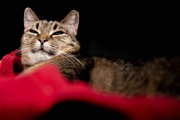 Tabby Cat Resting Sleeping Cat — Foto Stock