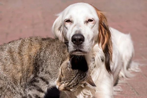犬と猫が屋外で遊んでいます 猫と犬の友情 猫と犬の恋 — ストック写真
