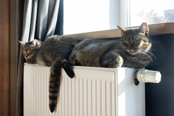 Un gato tigre tabby relajándose en un radiador caliente. Caliente. Gatos se encuentra en la batería en un día frío — Foto de Stock