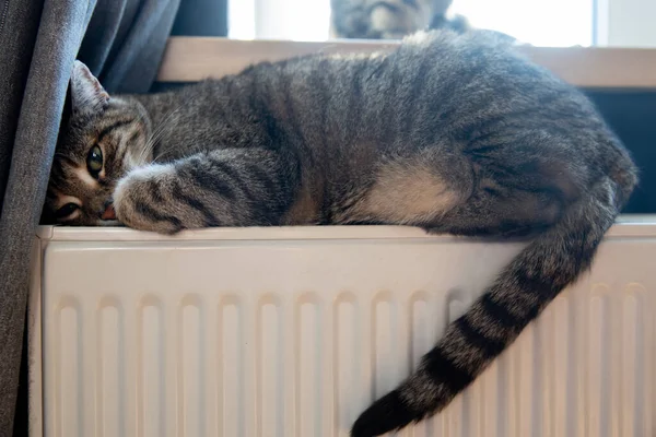 Un gato tigre tabby relajándose en un radiador caliente. Caliente. Gatos se encuentra en la batería en un día frío — Foto de Stock