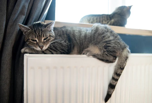 Un gato tigre tabby relajándose en un radiador caliente. Caliente. Gatos se encuentra en la batería en un día frío — Foto de Stock