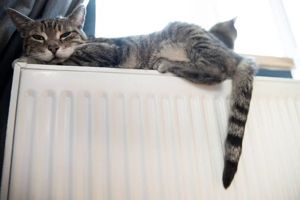 Eine Tigergestromte Katze entspannt sich auf einem warmen Heizkörper. Warm. Katzen liegen an einem kalten Tag auf dem Akku — Stockfoto