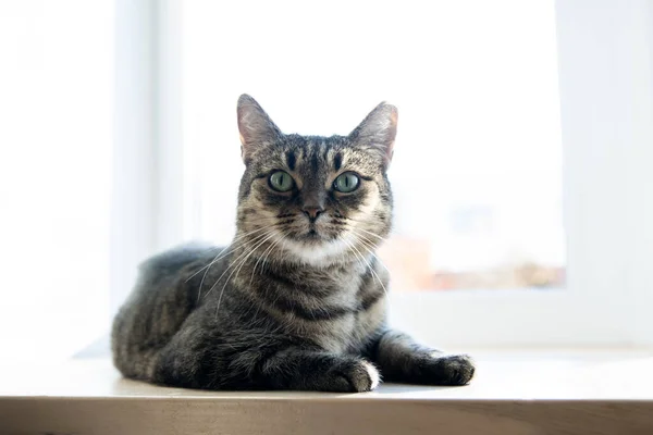 Un gato tigre tabby relajándose en un radiador caliente. Caliente. Gatos se encuentra en la batería en un día frío — Foto de Stock