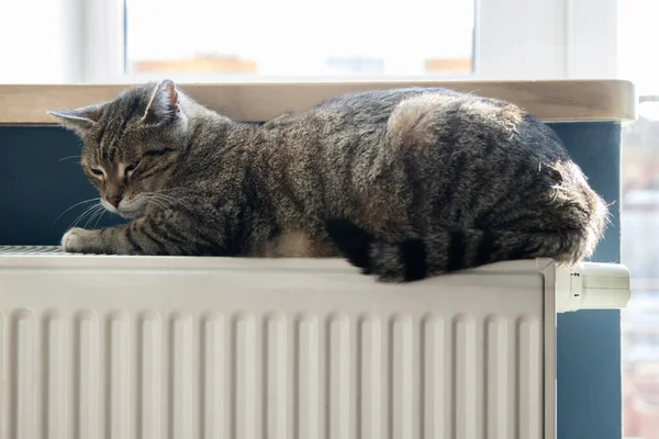 Eine Tigergestromte Katze entspannt sich auf einem warmen Heizkörper. Warm. Katzen liegen an einem kalten Tag auf dem Akku — Stockfoto