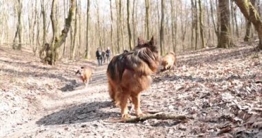Alman çoban köpeği yürürken bir sopa çiğniyor. Köpekler sonbahar ormanlarında eğlenir, ağaç dallarını kemirir..