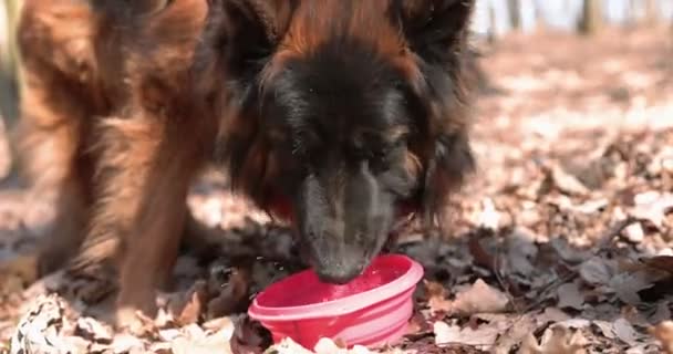 Söt tysk herdehund som dricker vatten ur skålen. Närbild skott av hund drycker vatten — Stockvideo