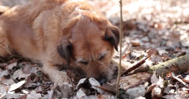 Chien mâche un bâton sur une promenade. Chien amusez-vous dans la forêt d'automne, râles branche en bois. — Video