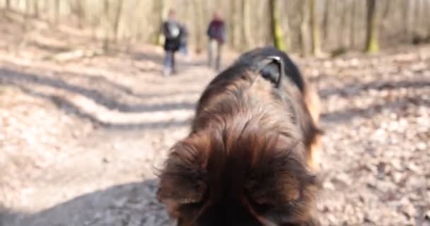 Alman çoban köpeği yürürken bir sopa çiğniyor. Köpekler sonbahar ormanlarında eğlenir, ağaç dallarını kemirir.. — Stok video