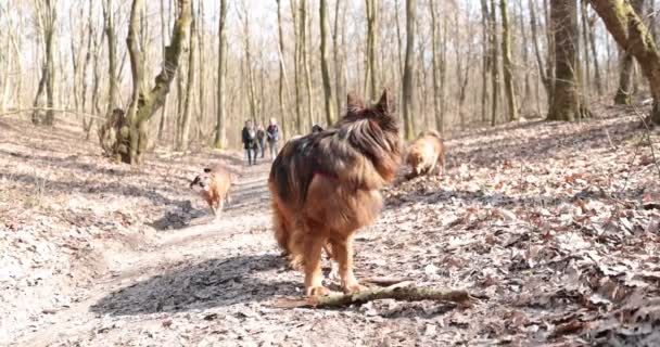 Немецкая овчарка жует палку на прогулке. Собака веселится в осеннем лесу, грызет деревянную ветку. — стоковое видео