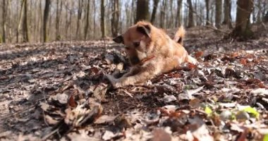 Köpek yürürken sopa çiğniyor. Köpekler sonbahar ormanlarında eğlenir, ağaç dallarını kemirir..