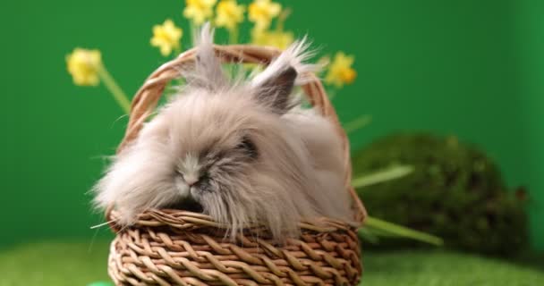 Mały królik Esaster siedzi w koszyku, Słodki kolorowy króliczek, na zielonym tle, wiosenne wakacje, symbol Wielkanocy, króliki czołgające się po zielonej trawie — Wideo stockowe