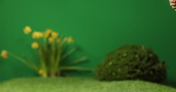 Kis Esaster nyúl ül a kosárban, Aranyos színes nyuszi, zöld háttér, tavaszi ünnep, jelképe Húsvét, nyulak másznak a zöld fű — Stock videók