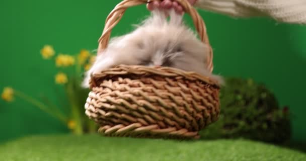 Kleiner Osterhase im Korb, Netter bunter Hase, auf grünem Hintergrund, Frühlingsfest, Symbol für Ostern, Kaninchen kriechen auf dem grünen Gras — Stockvideo