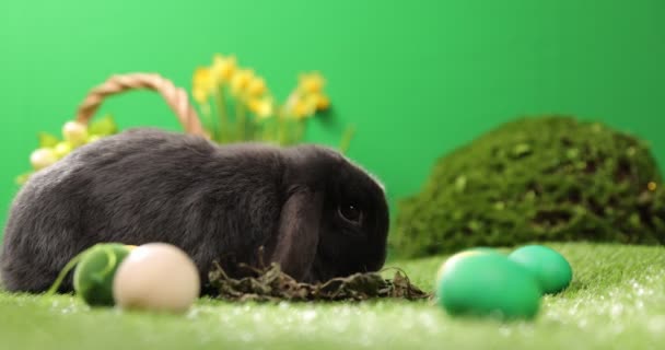 Velikonoční zajíček sedící v trávě s vejci na zeleném poli. Velikonoční dekorace — Stock video