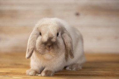 Ahşap ışıklı arka planda sevimli paskalya tavşanları. Güzel güzel hayvanlar..
