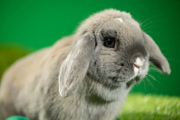 Bedårande kanin med påsk dekoration. — Stockfoto