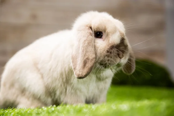 复活节兔子坐在绿草上.可爱多彩的兔子，绿色的背景，春节假期，复活节的象征，兔子在绿色的草地上爬行 — 图库照片