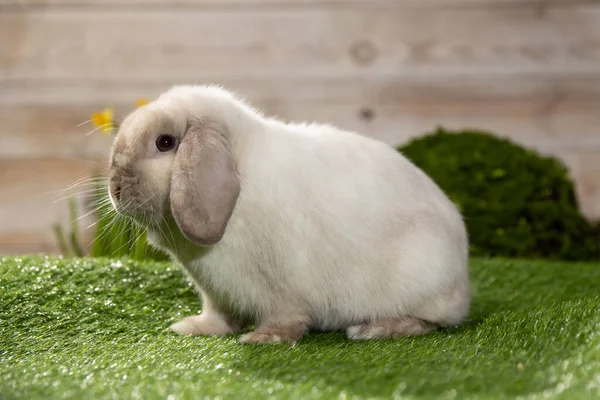 Påskharen sitter på grönt gräs. Söt färgglad kanin, grön bakgrund, vår semester, symbol för påsk, kaniner kryper på det gröna gräset — Stockfoto