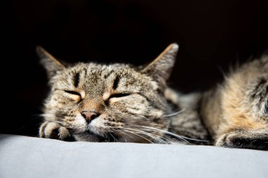 Uyuyan kedi. Evdeki gri tekstil kanepesinde yatan sevimli tekir kedi. Arkaplan, boşluğu kopyala.