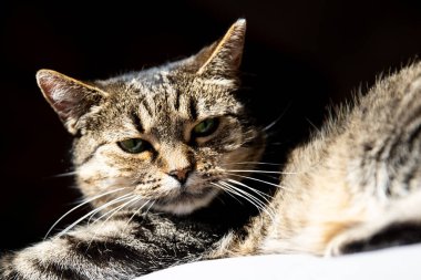 Uyuyan kedi. Evdeki gri tekstil kanepesinde yatan sevimli tekir kedi. Arkaplan, boşluğu kopyala.