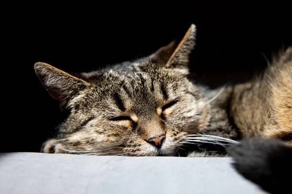 Gatto dormiente. Grazioso gatto tabby sdraiato sul divano tessile grigio a casa. Sfondo, spazio di copia. — Foto Stock