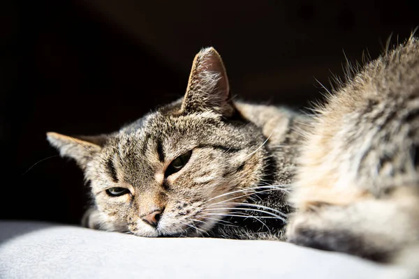 Gatto dormiente. Grazioso gatto tabby sdraiato sul divano tessile grigio a casa. Sfondo, spazio di copia. — Foto Stock