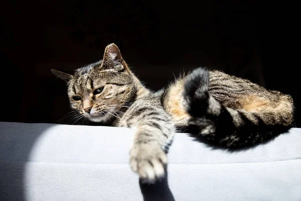 Gato adormecido. Gato bonito tabby deitado no sofá têxtil cinza em casa. Fundo, espaço de cópia. — Fotografia de Stock