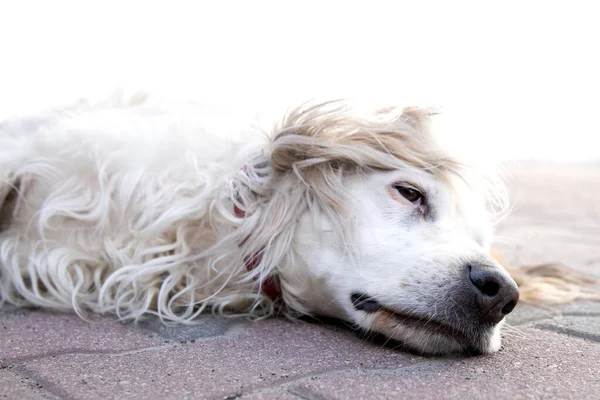 Irlandés perro setter rojo y blanco en primer plano, acostado en el suelo. Perro tendido afuera en el patio. —  Fotos de Stock