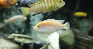 Bir grup renkli süs balığı tropikal akvaryum tankında yüzer. Malawi Peacock ve Cichlids akvaryumda.