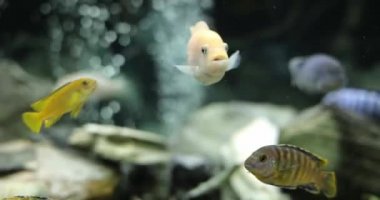 Bir grup renkli süs balığı tropikal akvaryum tankında yüzer. Malawi Peacock ve Cichlids akvaryumda.