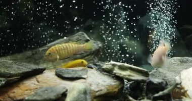 Tropikal tatlı su akvaryumunda Yavaş Yüzen Balık Hareketi. Malawi Peacock ve Cichlids akvaryumda.