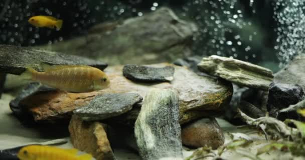 Mouvement lent des poissons nageant dans l'aquarium d'eau douce tropicale. Malawi Paon et Cichlidés dans un aquarium. — Video