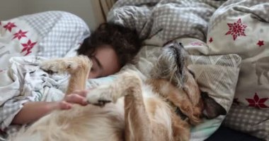Tembel teriyer köpek oğlanla yatarken rahatlıyor. Genç çocuk yatakta köpekle oynuyor..