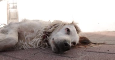Beyaz köpek uzanmış kameraya bakıyor.