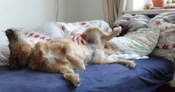 Lazy legs-up terrier dog extended relaxing on bad with boy. Teen boy play with dog staying in the bed. — Stockvideo